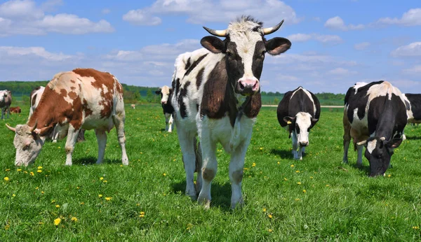 Koeien Een Zomerweide — Stockfoto