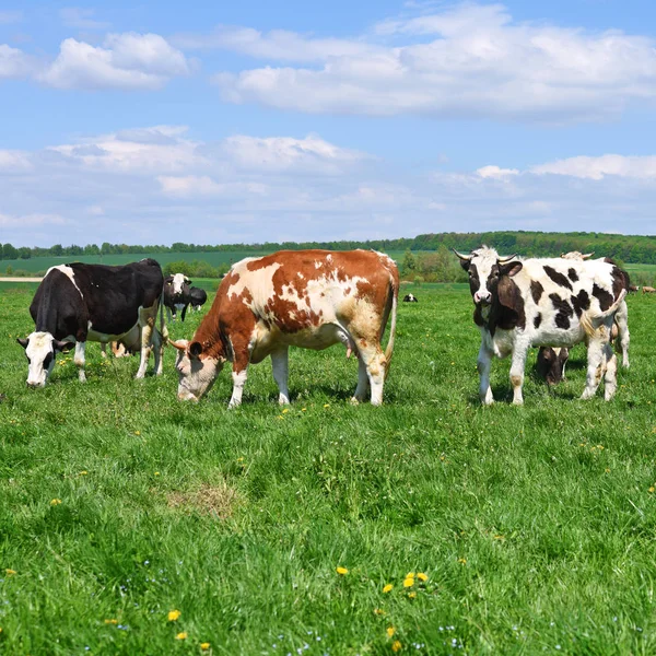 Las Vacas Pasto Verano — Foto de Stock