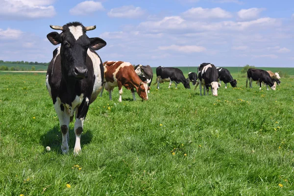 Cows Summer Pasture — Stock Photo, Image