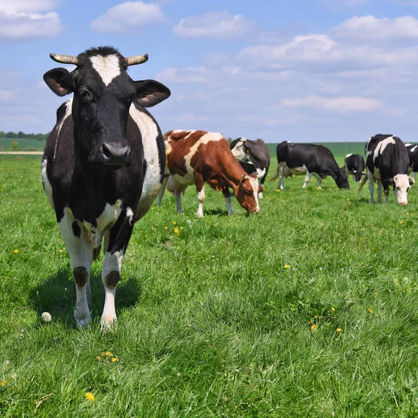 Yaz otlağında inekler