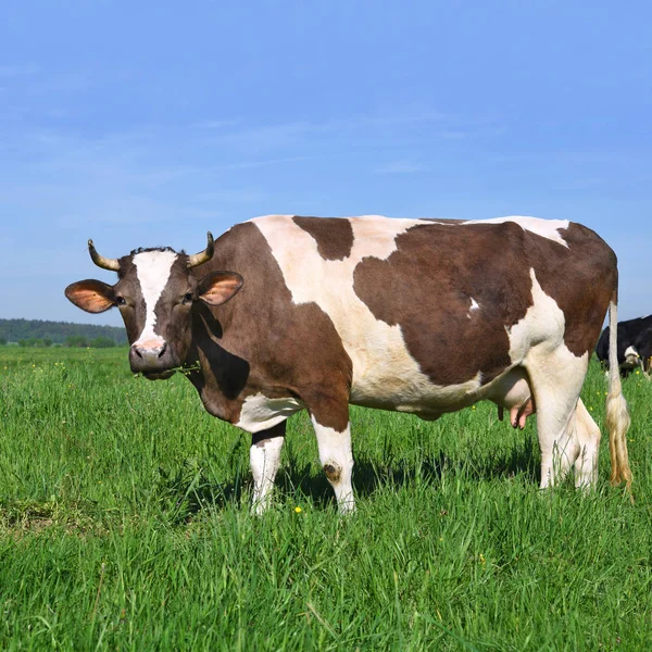 Cow Summer Pasture — Stock Photo, Image