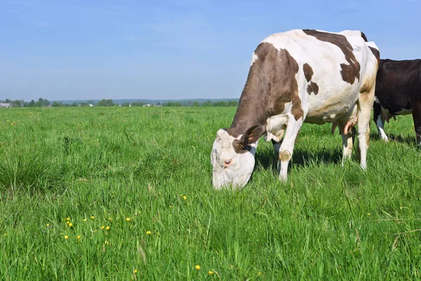 Kuh Auf Einer Sommerweide — Stockfoto