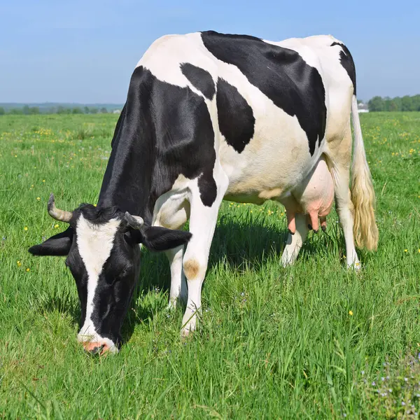 Koe Een Zomerweide — Stockfoto