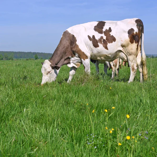 Koe Een Zomerweide — Stockfoto