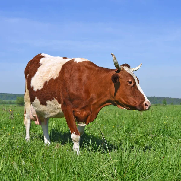 Kuh Auf Einer Sommerweide — Stockfoto