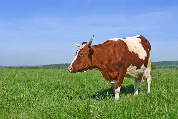 Корова Летнем Пастбище — стоковое фото