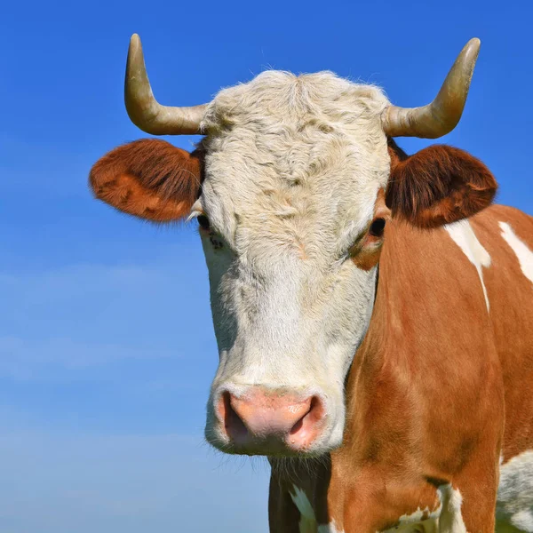 Kopf Einer Kuh Gegen Den Himmel — Stockfoto