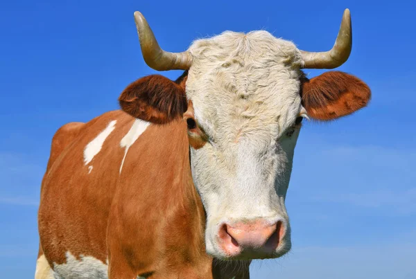 Cabeça Vaca Contra Céu — Fotografia de Stock