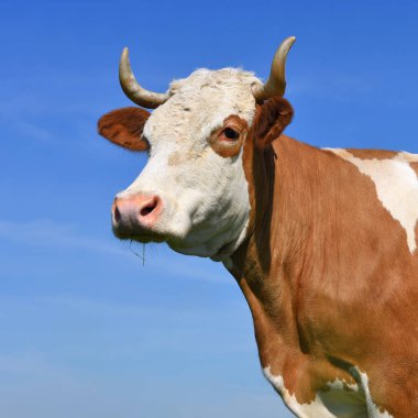 gökyüzü bir inek başkanı