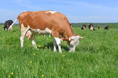 Yaz otlağında inek