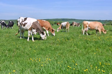 Yaz otlağında inekler