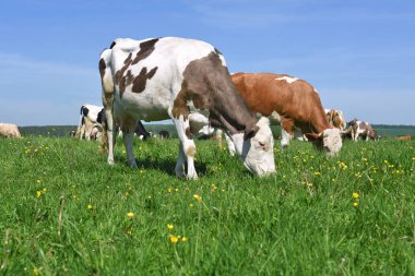 Yaz otlağında inekler