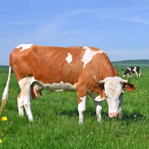 Tehenek Nyári Legelőn — Stock Fotó