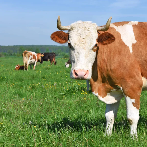 Koeien Een Zomerweide — Stockfoto