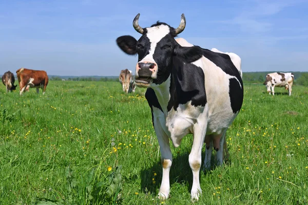 Koeien Een Zomerweide — Stockfoto