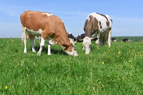 Vaches Sur Pâturage Été — Photo