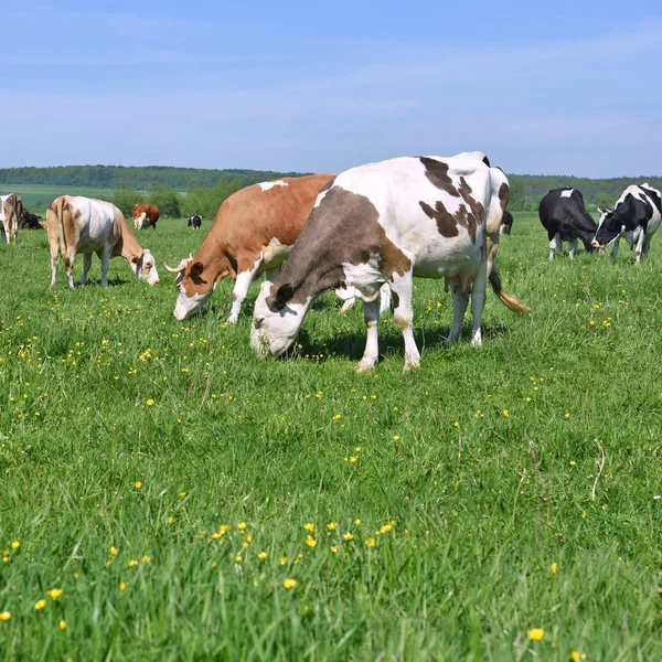 Las Vacas Pasto Verano — Foto de Stock