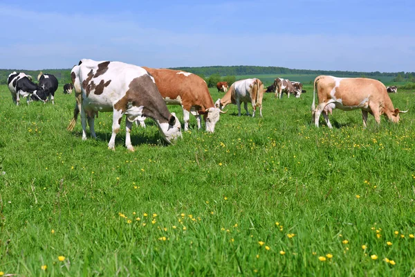 Las Vacas Pasto Verano — Foto de Stock