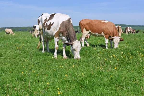 Las Vacas Pasto Verano — Foto de Stock