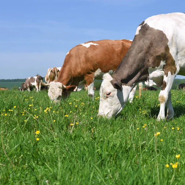 Vaches Sur Pâturage Été — Photo