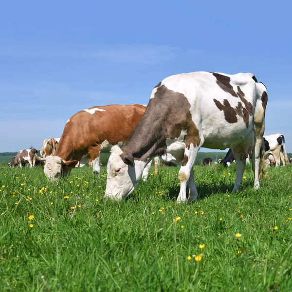 Kühe Auf Einer Sommerweide — Stockfoto