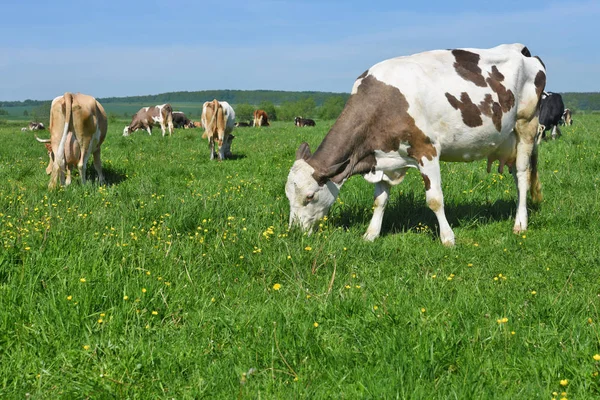 Las Vacas Pasto Verano — Foto de Stock