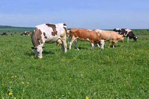 Koeien Een Zomerweide — Stockfoto