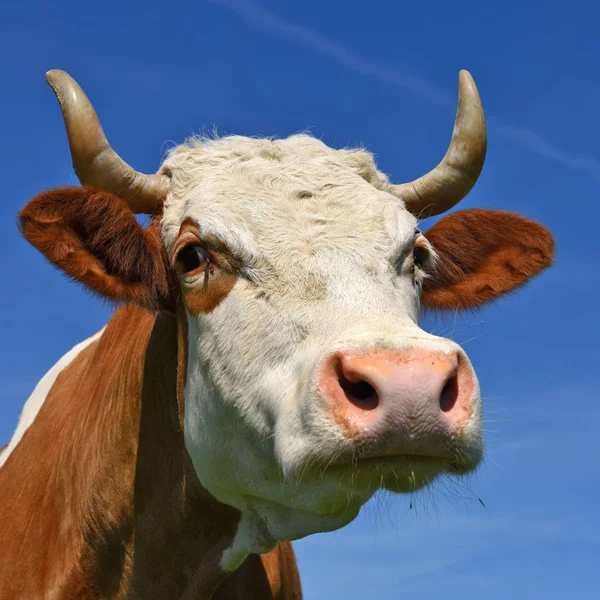 Голова Корови Небі — стокове фото