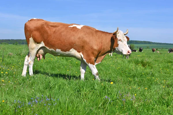 Kuh Auf Einer Sommerweide — Stockfoto