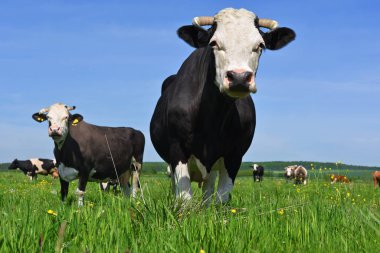 Yaz otlağında inekler