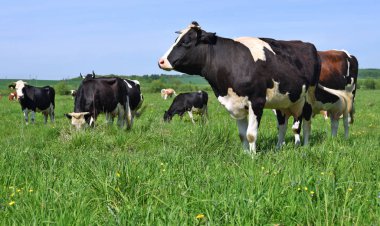 Yaz otlağında inekler