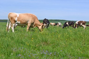 Yaz otlağında inekler