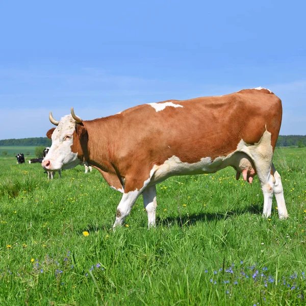 Vaca Pasto Verão — Fotografia de Stock