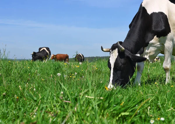 Vaches Sur Pâturage Été — Photo