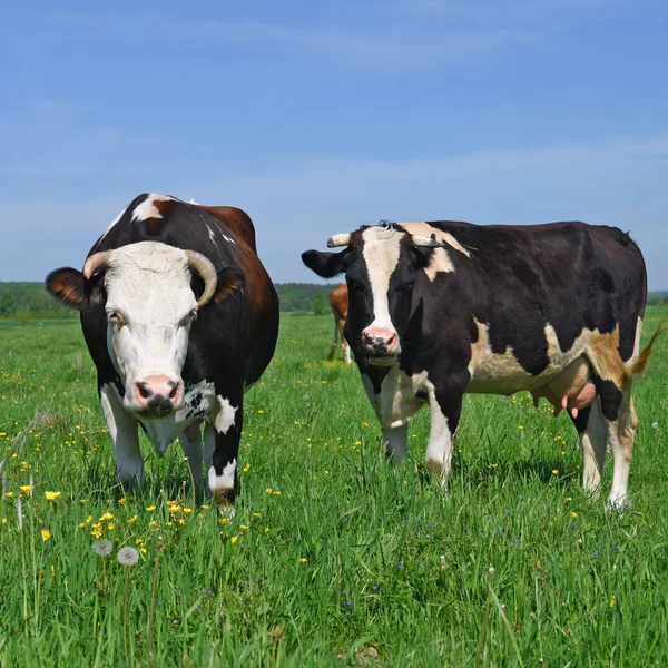 Mucche Pascolo Estivo — Foto Stock