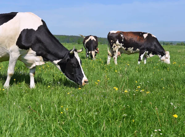 Koeien Een Zomerweide — Stockfoto