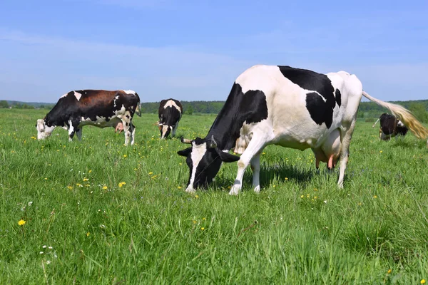 Tehenek Nyári Legelőn — Stock Fotó