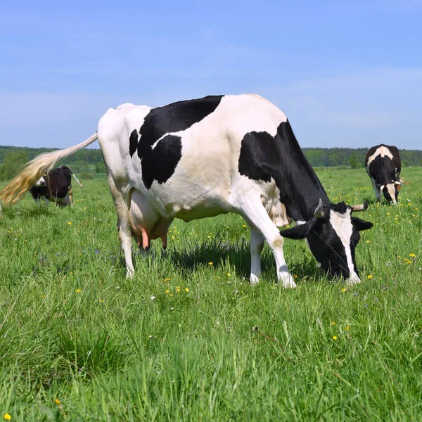 Cows Summer Pasture — Stock Photo, Image