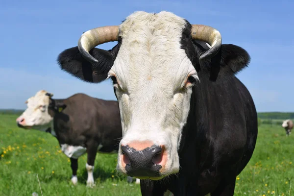 Las Vacas Pasto Verano —  Fotos de Stock