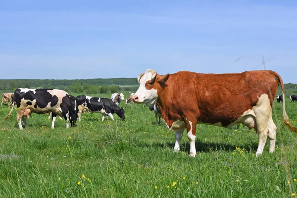 Vaches Sur Pâturage Été — Photo