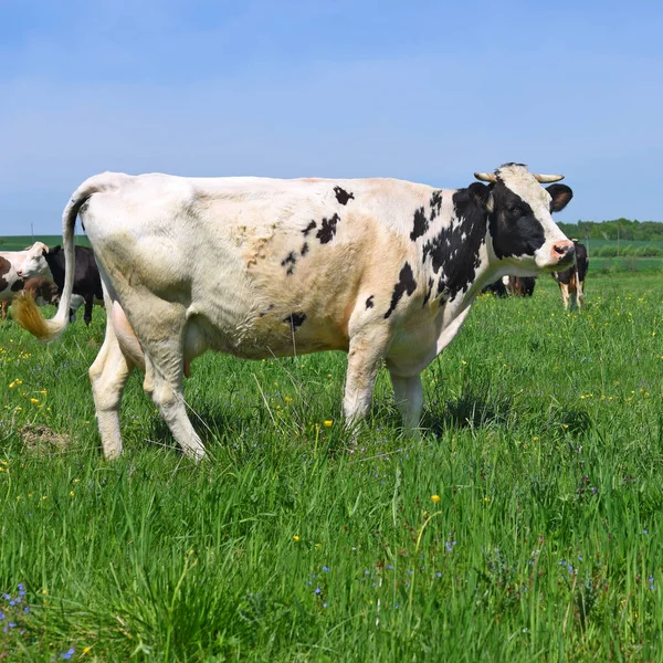 Vaches Sur Pâturage Été — Photo