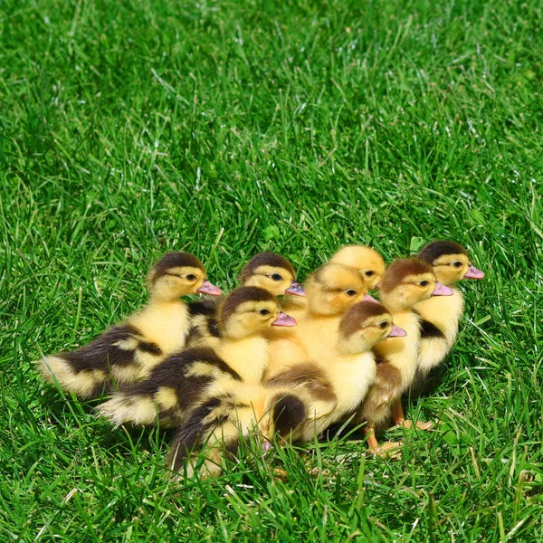 Pato Con Patitos Para Paseo Paisaje Verano — Foto de Stock