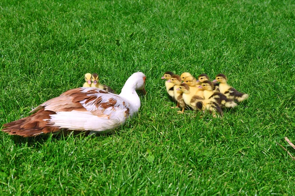 Kachna Ducklings Procházku Letní Krajina — Stock fotografie