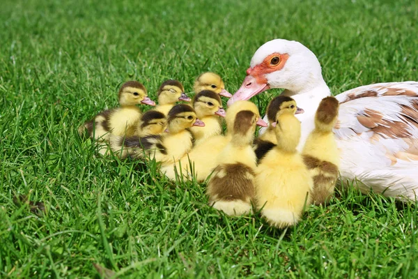 Pato Con Patitos Para Paseo Paisaje Verano — Foto de Stock