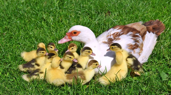 Pato Con Patitos Para Paseo Paisaje Verano —  Fotos de Stock