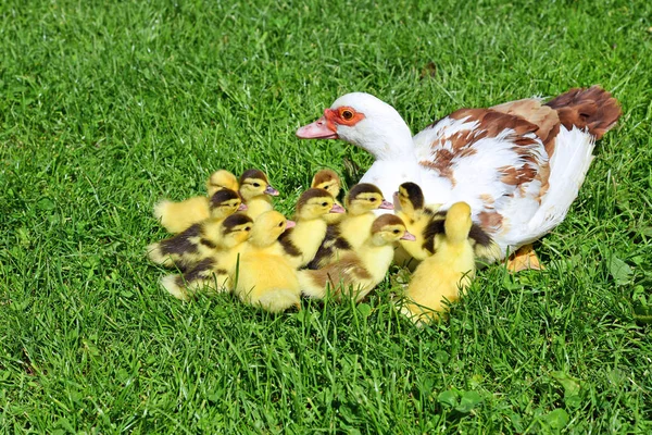 Pato Con Patitos Para Paseo Paisaje Verano — Foto de Stock