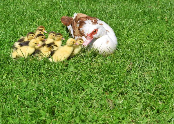 Pato Con Patitos Para Paseo Paisaje Verano — Foto de Stock