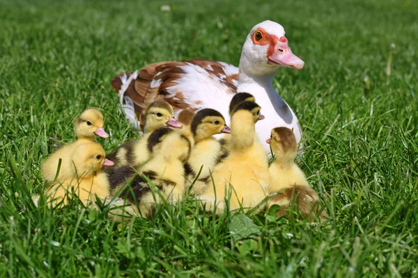 Pato Con Patitos Para Paseo Paisaje Verano — Foto de Stock