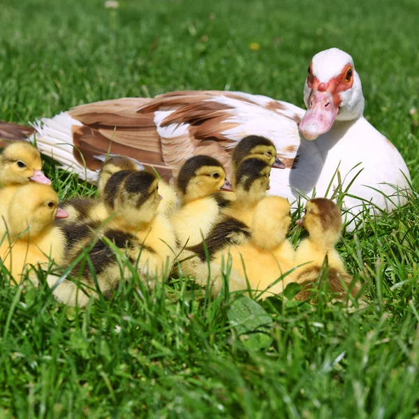 Pato Con Patitos Para Paseo Paisaje Verano — Foto de Stock