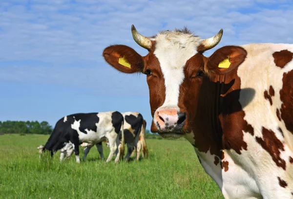 Las Vacas Pasto Verano —  Fotos de Stock